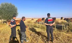 Bünyan'da kaybolan 10 büyükbaş hayvan dron yardımıyla bulundu