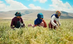 Kayseri Valiliğinden yerli yeşil mercimek üretimi projesi