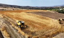 Kayseri’de belediye tarlasında hasat! Elde edilen ürünler bakın nereye gidecek