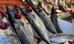 Kayseri’de palamut fiyatı düştü! Tanesi 75 TL’ye geriledi