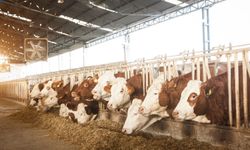 Kayseri’de besicilere büyük fırsat! 480 bin başlık ithalat için başvurular başladı