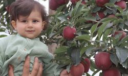Kayseri’de elma şöleni başlıyor! Ünlü şef de katılacak