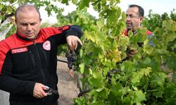 Kayseri’de üzüm hasadı ve aspir yağı üretimi için inceleme