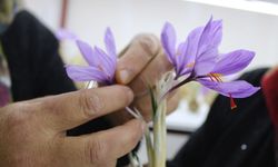 Kayseri’de safran üretiminde ilk! Kapalı alanda topraksız tarımla hasat başladı