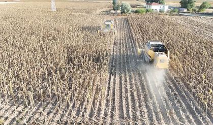 Kayseri’de “sarı altın” hasadı başladı! 2027 hedefi belli oldu