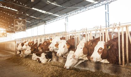 Kayseri’de besicilere büyük fırsat! 480 bin başlık ithalat için başvurular başladı