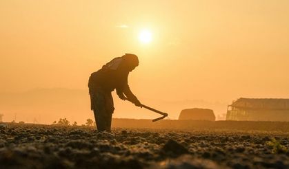 Tarlası olanlar dikkat! İki yıl ekilmeyen araziler kiraya veriliyor
