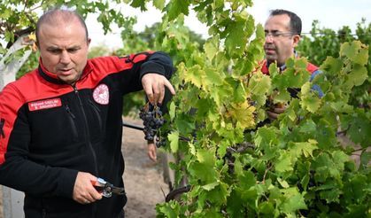 Kayseri’de üzüm hasadı ve aspir yağı üretimi için inceleme