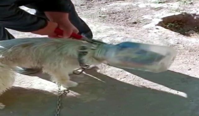   Kafası bidona sıkışan köpeğin imdadına yetiştiler