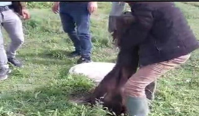   Kuyuya düşen manda kurtarıldı