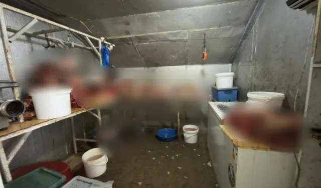 Çifteler'de 215 kilogram kaçak at eti ele geçirildi
