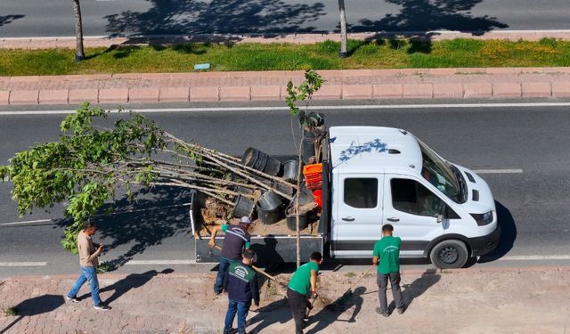 Kayseri’de ağaçlar yenileniyor! Devrilme riski taşıyanlar kaldırılıyor