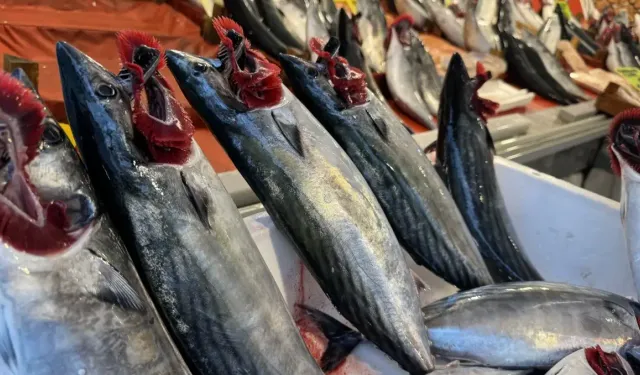 Kayseri’de palamut fiyatı düştü! Tanesi 75 TL’ye geriledi