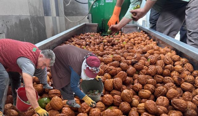 Kayseri’de atıl fabrika bahçesi ceviz bahçesine dönüştü! 25 kişiye iş kapısı oldu