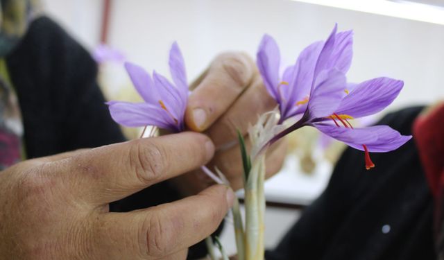 Kayseri’de safran üretiminde ilk! Kapalı alanda topraksız tarımla hasat başladı