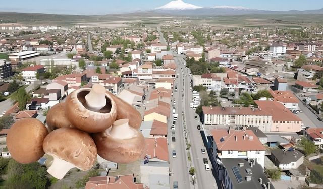 Tomarza Kaymakamlığı’ndan mantar uyarısı: Tanımadıklarınızı tüketmeyin